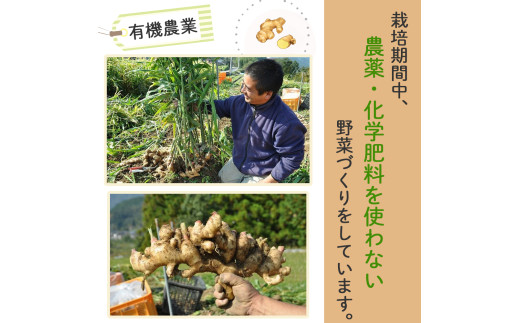 譬ス蝓ケ譛滄俣霎イ阮ャ繝サ蛹門ュヲ閧・譁吩ク堺スソ逕ィ縺ョ逕溷ァ懊〒菴懊▲縺溘梧。仙ウカ逡代ョ繧ク繝ウ繧ク繝」繝シ繧キ繝ュ繝繝励480gテ1譛ャ縲Fkh-A08