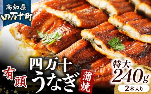 うなぎ蒲焼 【有頭】特大240g（2本入り） ／Esu-205