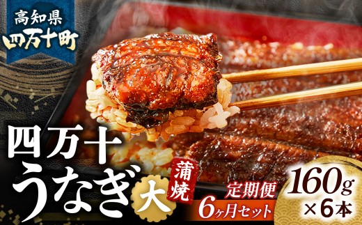 〈鰻大好き定期便〉 四万十うなぎ 蒲焼き ≪大≫（160g x 6本）6カ月セット 国産／Sesu-A06