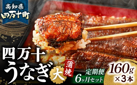 〈鰻大好き定期便〉 四万十うなぎ 蒲焼き ≪大≫（160g x 3本）6カ月セット 国産 ／Sesu-A05