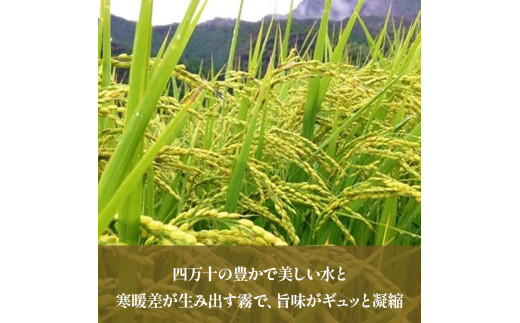 【6ヵ月便】罪悪感は必要ナシ！賢い選択「四万十町産 無洗米」5kg／Sbos-Z02