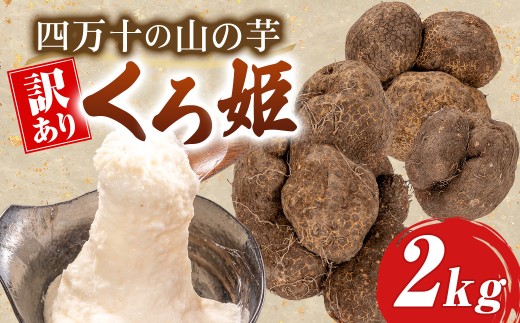 【予約受付】 すり下ろすとわかる粘りと白さ！四万十の山の芋・くろ姫　訳あり　2キロ／Org-10