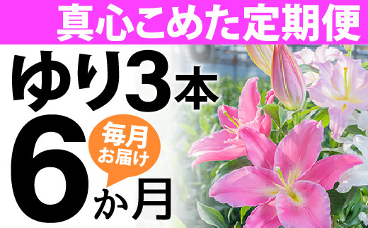 【6回分】毎月届くオリエンタルリリー3本の定期便／Sosy-01