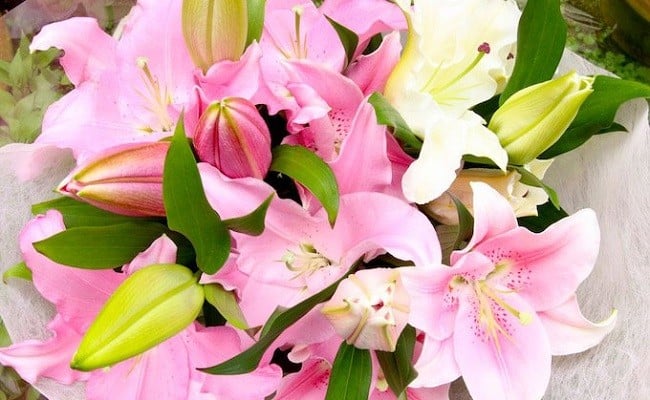 æ¥é ã®æè¬ããè±æãã§ããªãªãšã³ã¿ã«ãªãªãŒãç§å5æ¬ãïŒOsy-02