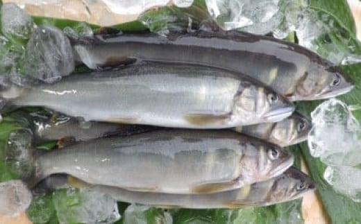 四万十川上流の天然鮎　冷凍　火振り漁鮎（4～14尾）【着日指定不可】Esj-12k