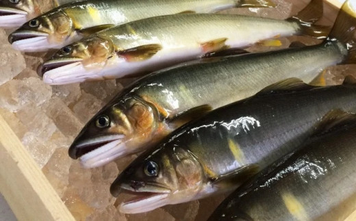 四万十川上流の天然鮎　釣り鮎【冷凍5～18尾】【着日指定不可】Esj-42k