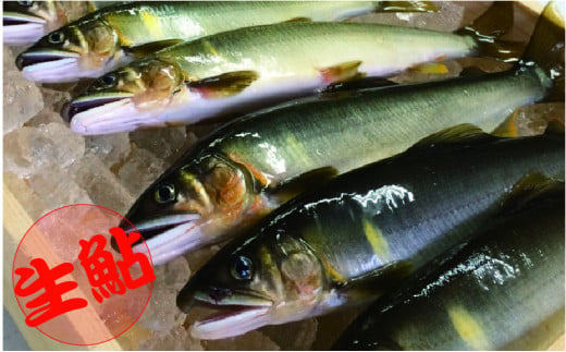 【祝！！生鮎解禁！】四万十川上流の天然釣り鮎 1.3kg【冷蔵６～22尾】【着日指定不可】／Esj-33k 　
