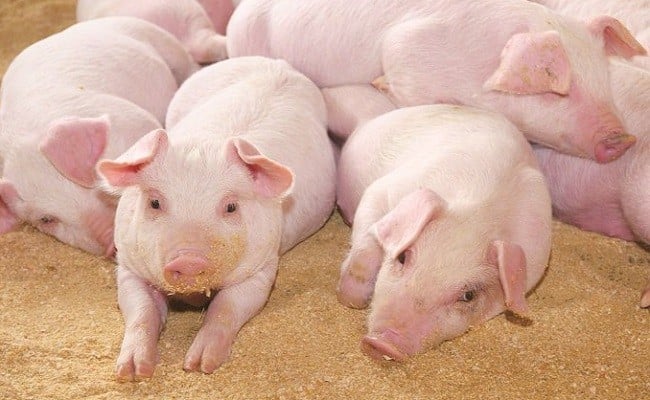 「しまんと米豚焼き肉セット」　／Qjs-02