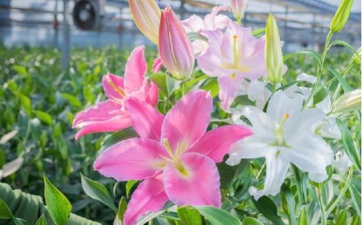 日頃の感謝を「花束」で、オリエンタルリリー【優品3本】／Osy-A13