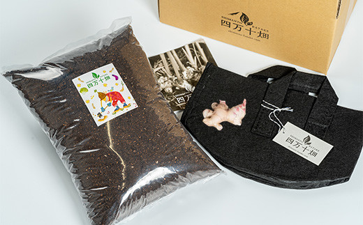 【予約受付】知育にも人気！本格農業体験しょうが「ミニ」栽培キット ／Fis-B07