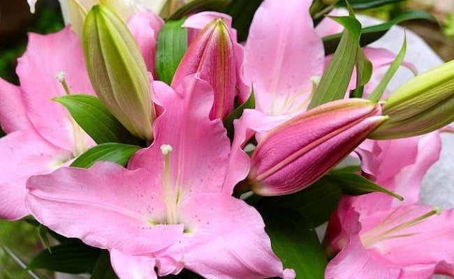 æ¥é ã®æè¬ããè±æãã§ããªãªãšã³ã¿ã«ãªãªãŒãç§å7æ¬ãïŒOsy-03