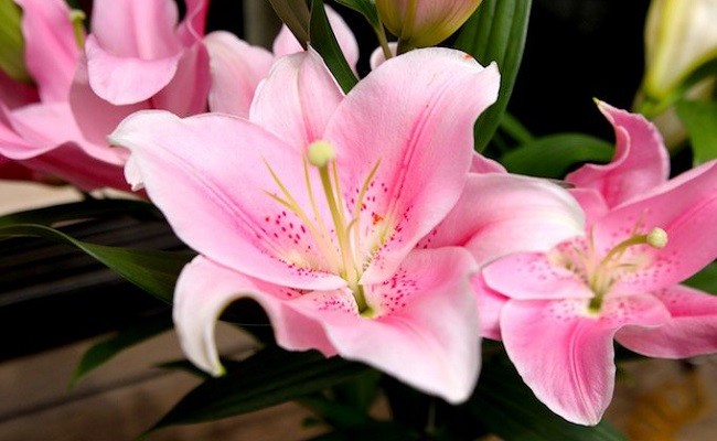 æ¥é ã®æè¬ããè±æãã§ããªãªãšã³ã¿ã«ãªãªãŒãç§å5æ¬ãïŒOsy-02