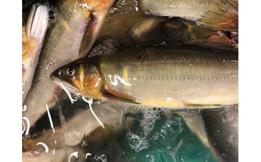 【祝！！生鮎解禁！】四万十川上流の天然釣り鮎 1.3kg【冷蔵６～22尾】【着日指定不可】／Esj-33k 　