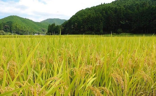 「しまんと米豚焼き肉セット」　／Qjs-02