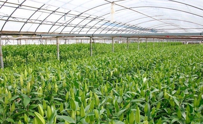 æ¥é ã®æè¬ããè±æãã§ããªãªãšã³ã¿ã«ãªãªãŒãç§å7æ¬ãïŒOsy-03