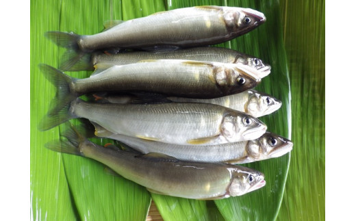 【祝！！生鮎解禁！】四万十川上流の天然釣り鮎 1.3kg【冷蔵６～22尾】【着日指定不可】／Esj-33k 　