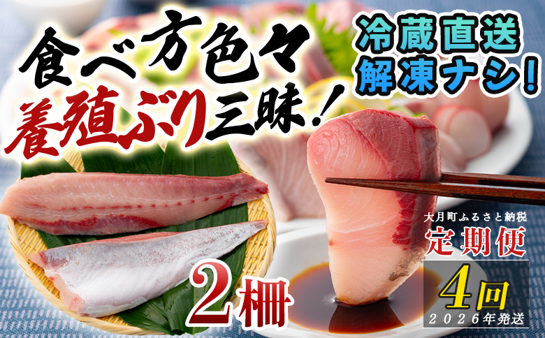 【定期便4回】冷蔵 養殖ぶり 2柵 セット｜鰤 ブリ 刺身 生食用 冷蔵直送 解凍なし 朝〆 海鮮 魚介 鮮度抜群 人気 小分け 個包装 贈答 ギフト おすすめ 高知県 大月町 国産 送料無料 お取り寄せ 産地直送 ぶりしゃぶ カルパッチョ