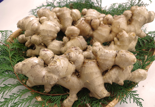 囲生姜 約1.2kg 生姜 しょうが ショウガ ジンジャー 囲い生姜  国産 薬味 辛み 香り スパイス 野菜 煮物 炒め物 ガリ 紅生姜 ジンジャーシロップ 生姜ジャム 土佐 産地直送 高知県 大月町産 田村農園
