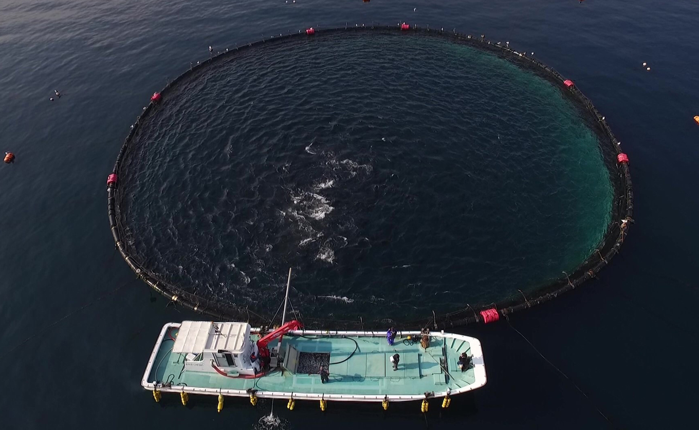 訳あり まぐろ マグロ 本鮪 黒潮本まぐろ 赤身 定期便 6回 300g × 6回 刺身 さしみ 最優秀賞 全国養殖クロマグロ品評会 受賞 魚 魚介類 海鮮 柵 サク 冷凍 お取り寄せ 産地直送 ギフト 贈答  高知県 大月町