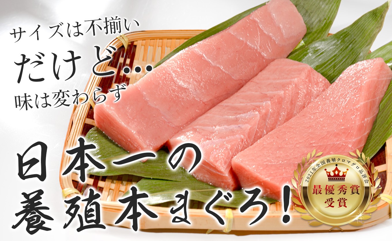 訳あり まぐろ マグロ 本鮪 黒潮本まぐろ 赤身 中トロ 大トロ 定期便 3回 計450g × 3回 刺身 さしみ 最優秀賞 全国養殖クロマグロ品評会 受賞 魚 魚介類 海鮮 柵 サク 冷凍 お取り寄せ 産地直送 ギフト 贈答  高知県 大月町