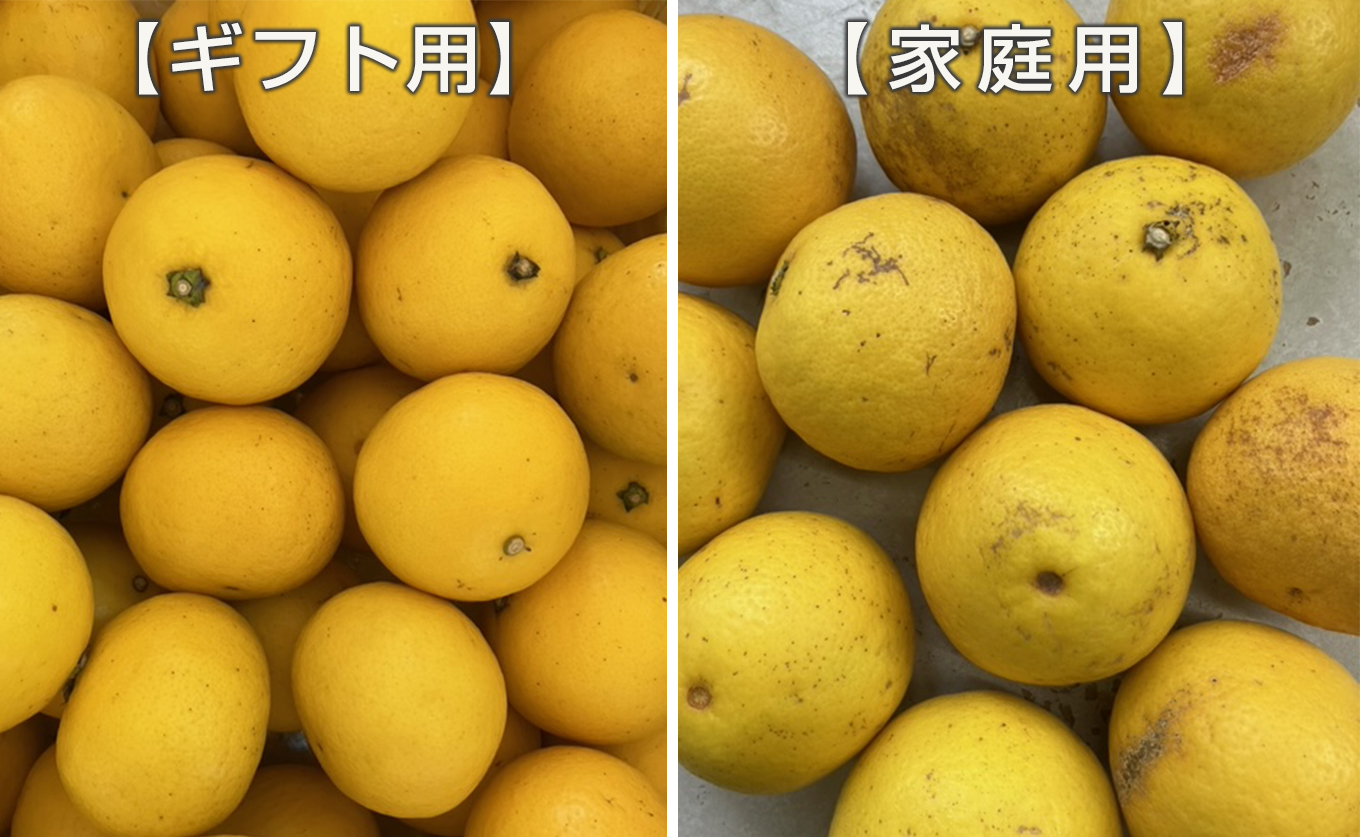 å°å€ 1.5kg å®¶åºç𠿥åå€ ãã¥ãŒãµããŒãªã¬ã³ãž ææ© ã¿ãã ããŒã¯ãã¯ã¹ ããªã€ ãã ãã® æç© ç£çŽ æ¬ã®æç© ãåãå¯ã ç£å°çŽé ãã«ãŒã çœãã ã¹ãã㪠çã é«ç¥ç 倧æçºç£ ã³ãŒã©ã«ãã«ãŒãèŸ²å Ž