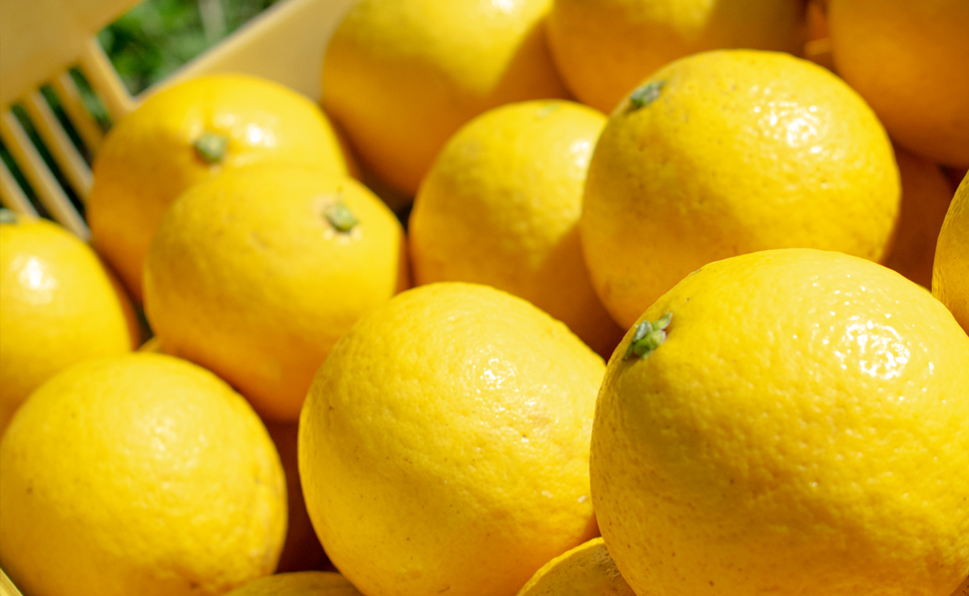 å°å€ 1.5kg å®¶åºç𠿥åå€ ãã¥ãŒãµããŒãªã¬ã³ãž ææ© ã¿ãã ããŒã¯ãã¯ã¹ ããªã€ ãã ãã® æç© ç£çŽ æ¬ã®æç© ãåãå¯ã ç£å°çŽé ãã«ãŒã çœãã ã¹ãã㪠çã é«ç¥ç 倧æçºç£ ã³ãŒã©ã«ãã«ãŒãèŸ²å Ž