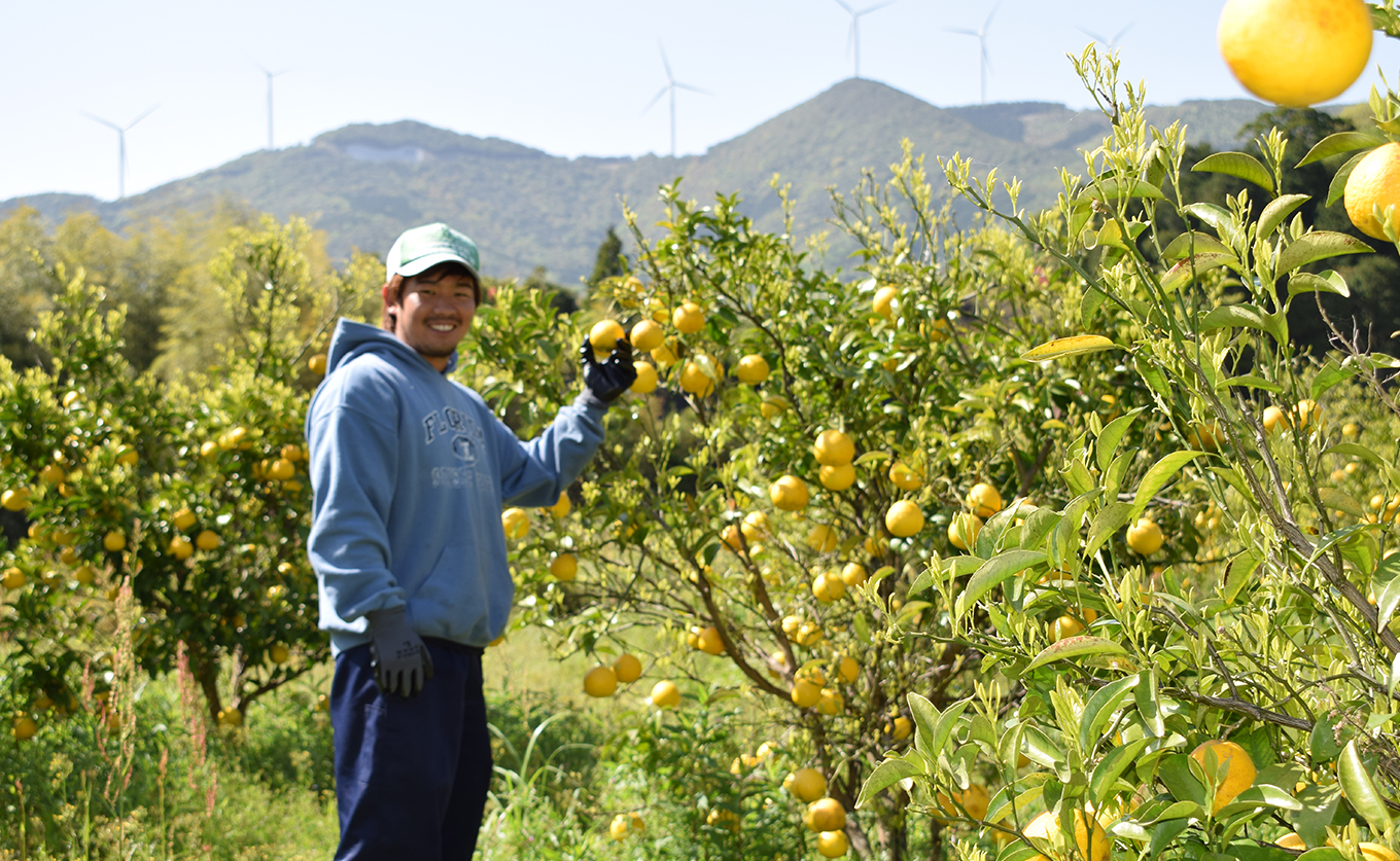å°å€ 1.5kg å®¶åºç𠿥åå€ ãã¥ãŒãµããŒãªã¬ã³ãž ææ© ã¿ãã ããŒã¯ãã¯ã¹ ããªã€ ãã ãã® æç© ç£çŽ æ¬ã®æç© ãåãå¯ã ç£å°çŽé ãã«ãŒã çœãã ã¹ãã㪠çã é«ç¥ç 倧æçºç£ ã³ãŒã©ã«ãã«ãŒãèŸ²å Ž