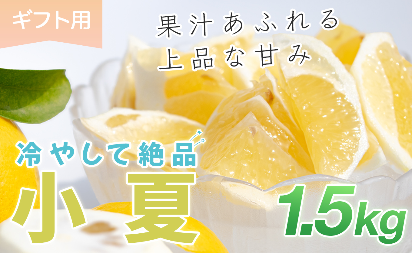 小夏 1.5kg 贈答 ギフト用  日向夏 ニューサマーオレンジ 柑橘 みかん ノーワックス こなつ くだもの 果物 産直 旬の果物 お取り寄せ 産地直送 フルーツ 爽やか スッキリ 甘い 高知県 大月町産 コーラルフルーツ農場
