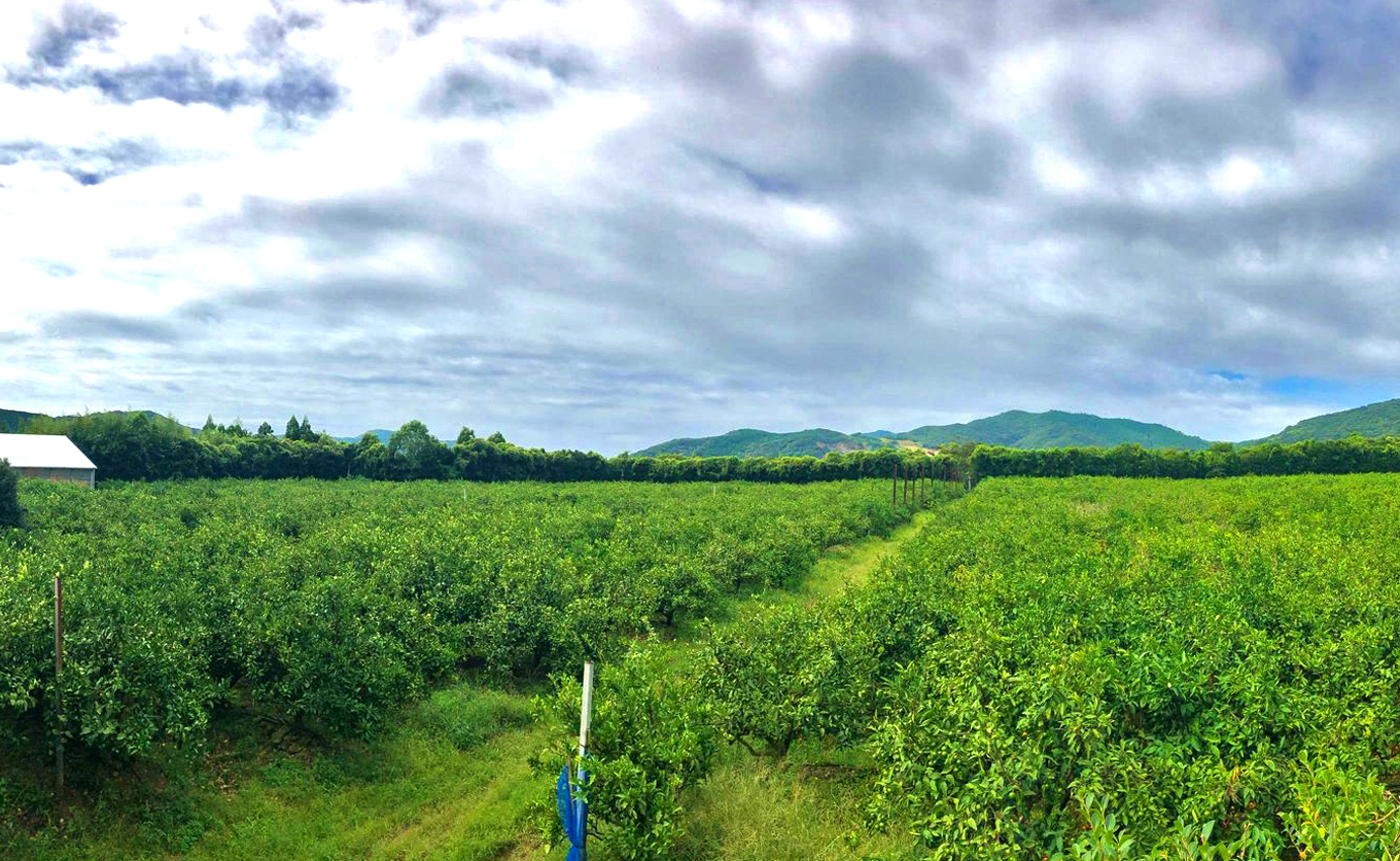 小夏 1.5kg 贈答 ギフト用  日向夏 ニューサマーオレンジ 柑橘 みかん ノーワックス こなつ くだもの 果物 産直 旬の果物 お取り寄せ 産地直送 フルーツ 爽やか スッキリ 甘い 高知県 大月町産 コーラルフルーツ農場