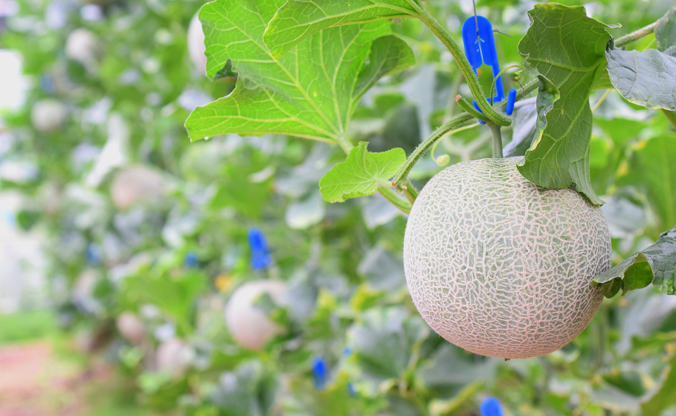 ãã³ãã¡ãã³ 2ç åžå° çã è³é ã¡ãã³ ãã«ãŒã æç© æ¿å ç£å°çŽé æ°ééå® å³éž ã®ãã èŽççš èŽãç© ãã¬ãŒã³ã ãäžå
ãæ³æ® ãè€çŸ ããã ã±ããªããã ææ±ãã£ã·ã æè æå® ç³åºŠ äººæ° æ¬ å€ ãã¶ãŒã