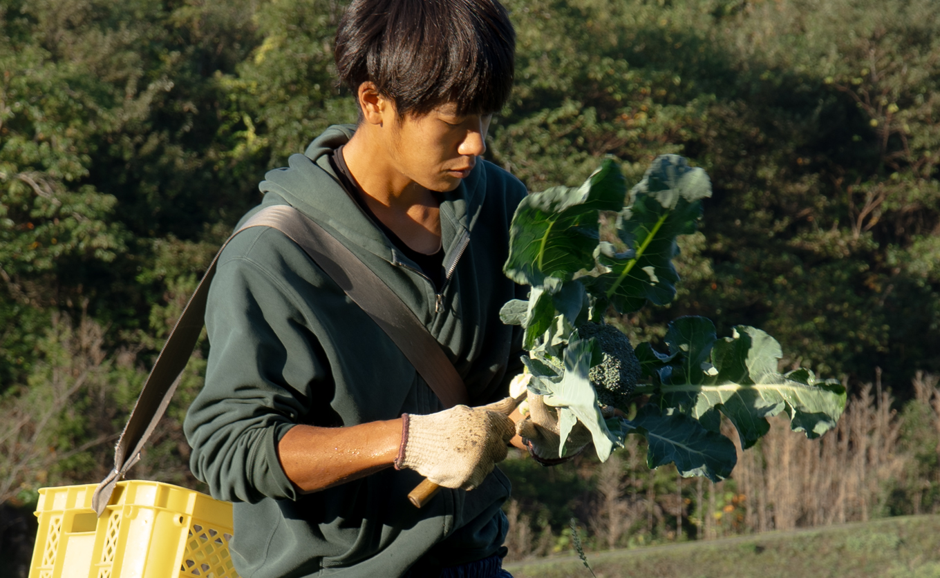 高知県産 ブロッコリー 5個 1.5kg前後 朝どれ 新鮮 国産｜野菜 冬野菜 大月町 産地直送 栄養豊富 食物繊維 βカロテン お取り寄せ 離乳食 ヘルシー サラダ 子どもが好きな野菜 時短料理 アウトドア野菜 お弁当 旬の野菜 おかず