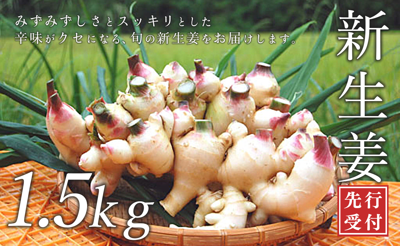 高知県産 新生姜 1.5kg前後 しょうが 生姜 ショウガ 期間限定 生産量日本一 旬野菜 野菜 薬味 産地直送 甘酢漬け 佃煮 炊き込みご飯 保存食 国産生姜 家庭用 数量限定 掘りたて 採れたて 新鮮 ジンジャー ジンジャーエール 