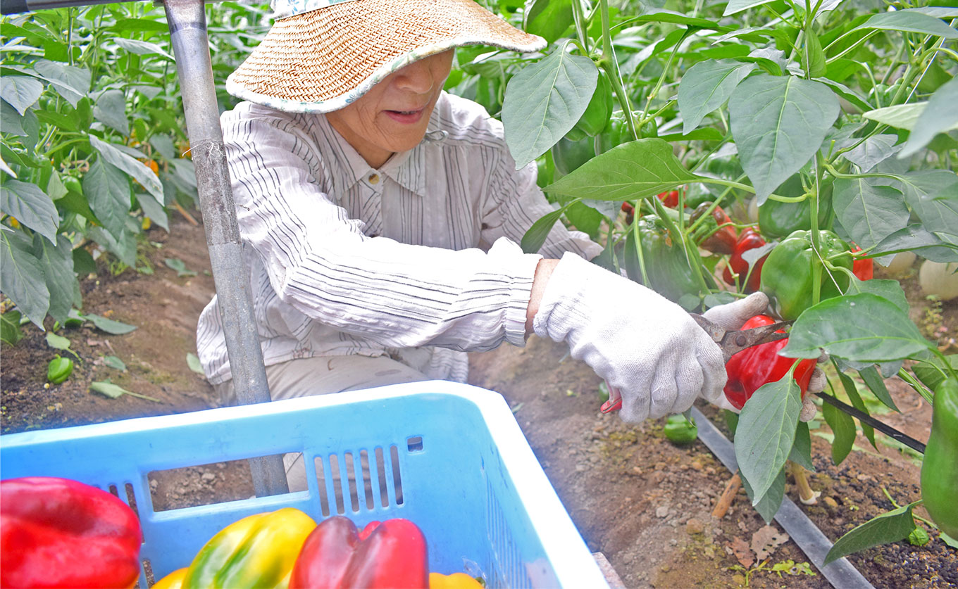 èå ãããªã« 8å 圩ãéè æ¬ çã ã±ã·ãã èµ€ãããªã« é»ãããªã« ç·é»è²éè æ°é®®éè ããã ææ©è¥æ èµ€é»ããã¯ã¹ è©°ãåãã ãžã¥ãŒã·ãŒ ããŒãã³ ãã¯ã«ã¹ ããªã èè©°ã ãµã©ã ããŒããã¥ãŒ BBQ ã¬ãã ã€ãšããŒ