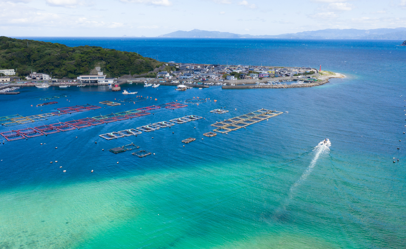 鯛丼の素 1食セット 真鯛 漬け丼 特製タレ 養殖 鯛 タイ たい 海鮮 魚介 海の幸 冷凍 真空パック 小分け お取り寄せ 贈答用 海鮮丼 鯛茶漬け お茶漬け 刺身 高知 大月町 柏島 谷鮮魚食堂