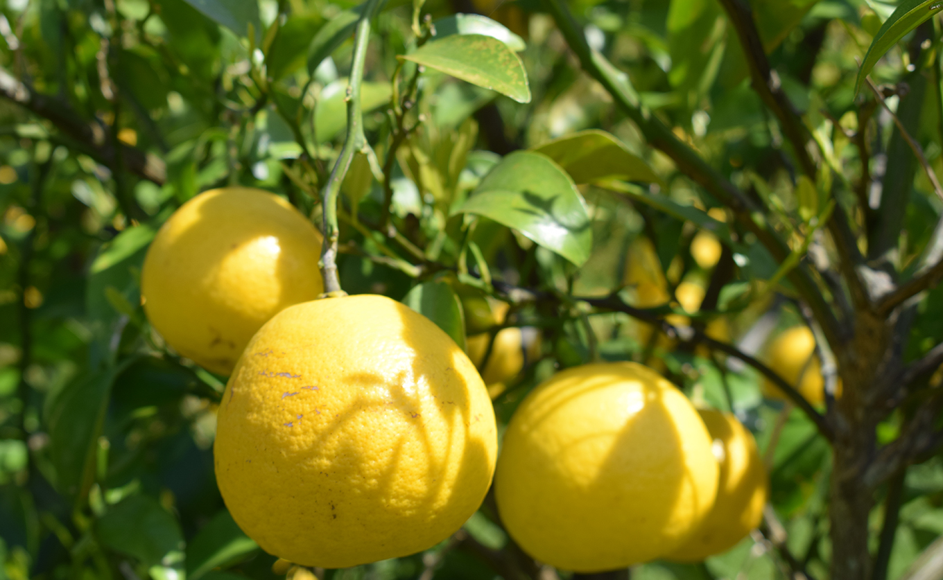 å°å€ 5kg å®¶åºç𠿥åå€ ãã¥ãŒãµããŒãªã¬ã³ãž ææ© ã¿ãã ããŒã¯ãã¯ã¹ ããªã€ ãã ãã® æç© ç£çŽ æ¬ã®æç© ãåãå¯ã ç£å°çŽé ãã«ãŒã çœãã ã¹ãã㪠çã é«ç¥ç 倧æçºç£ ã³ãŒã©ã«ãã«ãŒãèŸ²å Ž