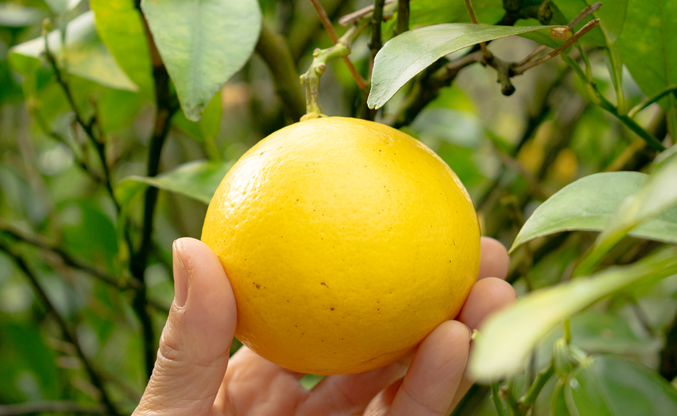 å°å€ 5kg å®¶åºç𠿥åå€ ãã¥ãŒãµããŒãªã¬ã³ãž ææ© ã¿ãã ããŒã¯ãã¯ã¹ ããªã€ ãã ãã® æç© ç£çŽ æ¬ã®æç© ãåãå¯ã ç£å°çŽé ãã«ãŒã çœãã ã¹ãã㪠çã é«ç¥ç 倧æçºç£ ã³ãŒã©ã«ãã«ãŒãèŸ²å Ž