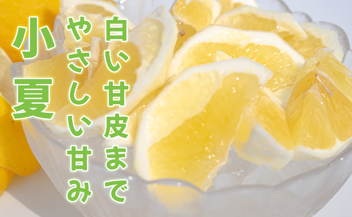 小夏 3kg 贈答 ギフト用  日向夏 ニューサマーオレンジ 柑橘 みかん ノーワックス こなつ くだもの 果物 産直 旬の果物 お取り寄せ 産地直送 フルーツ 爽やか スッキリ 甘い 高知県 大月町産 コーラルフルーツ農場