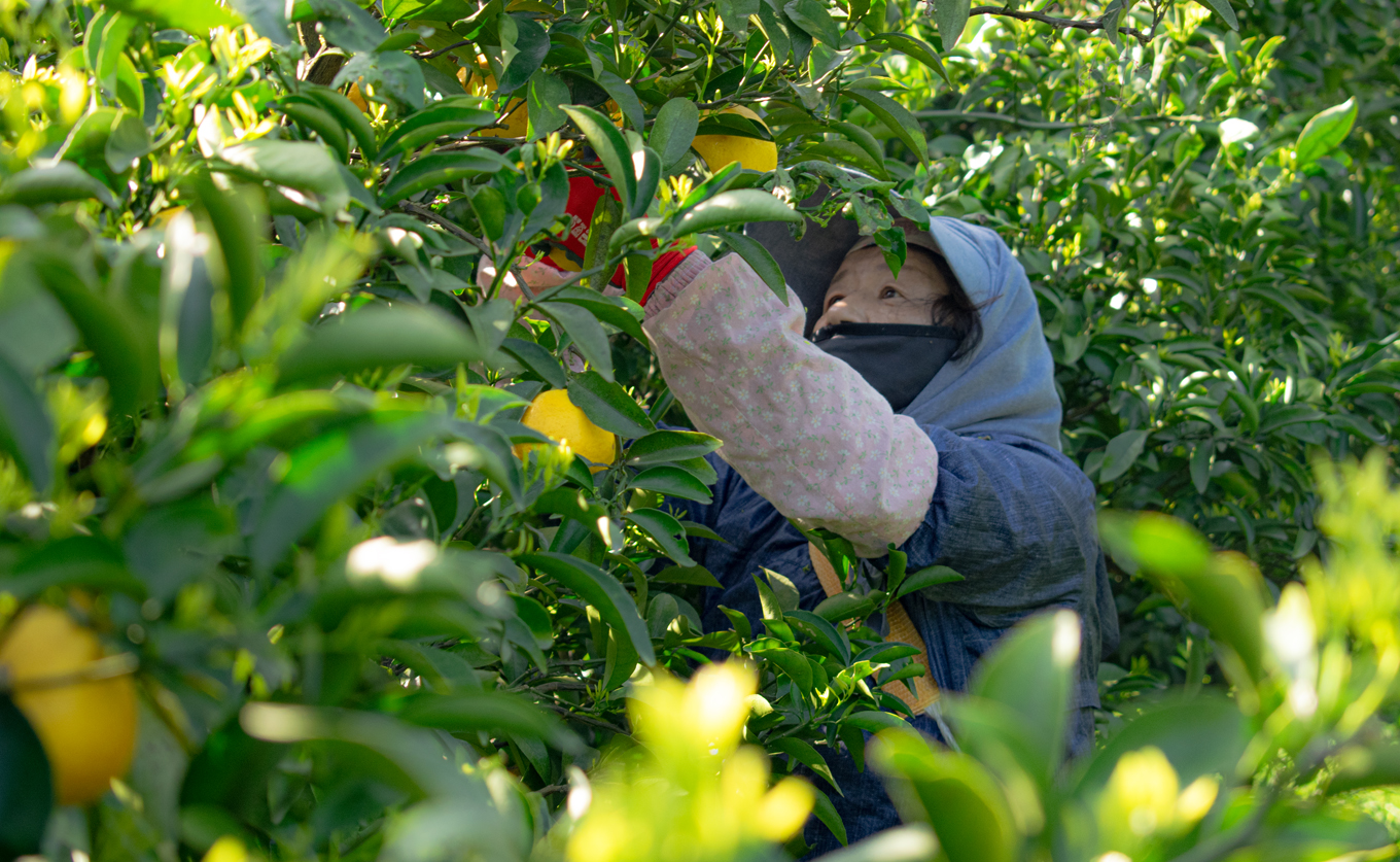 çå£ å°å€ 3kg å®¶åºç𠿥åå€ ãã¥ãŒãµããŒãªã¬ã³ãž ææ© ã¿ãã ããŒã¯ãã¯ã¹ ããªã€ ãã ãã® æç© ç£çŽ æ¬ã®æç© ãåãå¯ã ç£å°çŽé ãã«ãŒã çœãã ã¹ãã㪠çã é«ç¥ç 倧æçºç£ ã³ãŒã©ã«ãã«ãŒãèŸ²å Ž