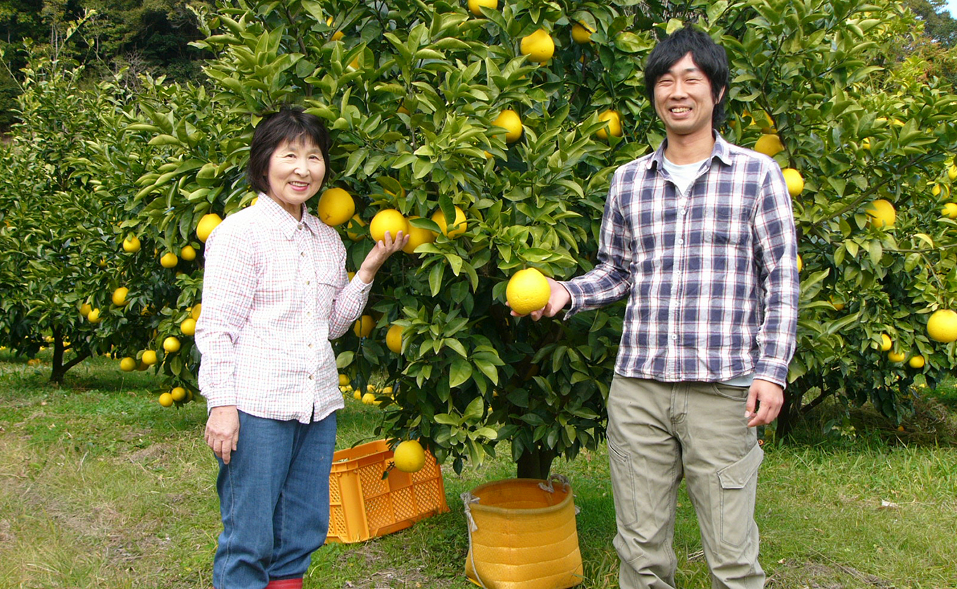 河内晩柑 9kg （M～5L） 【家庭用】 大容量 ばんかん 晩柑 バンカン 夏文旦 みかん 蜜柑 柑橘 フルーツ 果物 サイズミックス 初夏 夏 ジュース お酒 贈答用 ギフト お取り寄せ ビタミン 高知県 大月町 龍馬がゆく園芸