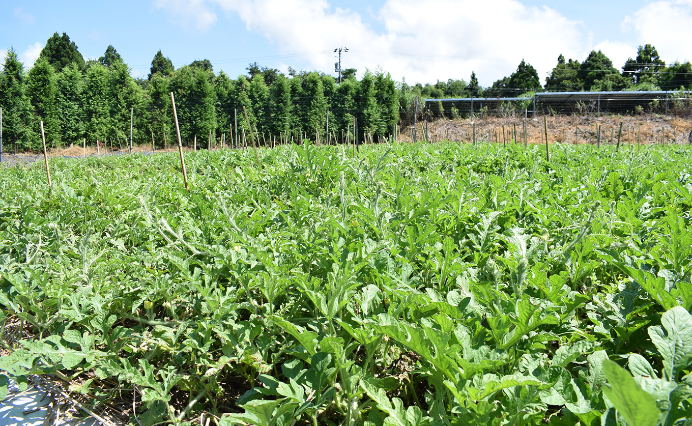 抜群の甘さ！ スイカ 1玉 大玉 (6kg以上) 甘い 高糖度 西瓜 すいか 種なし 縞スイカ 黒玉 ギフト お中元 御中元 産地直送 旬 果物 フルーツ 取り寄せ ねばねばファーム 高知県 大月町産