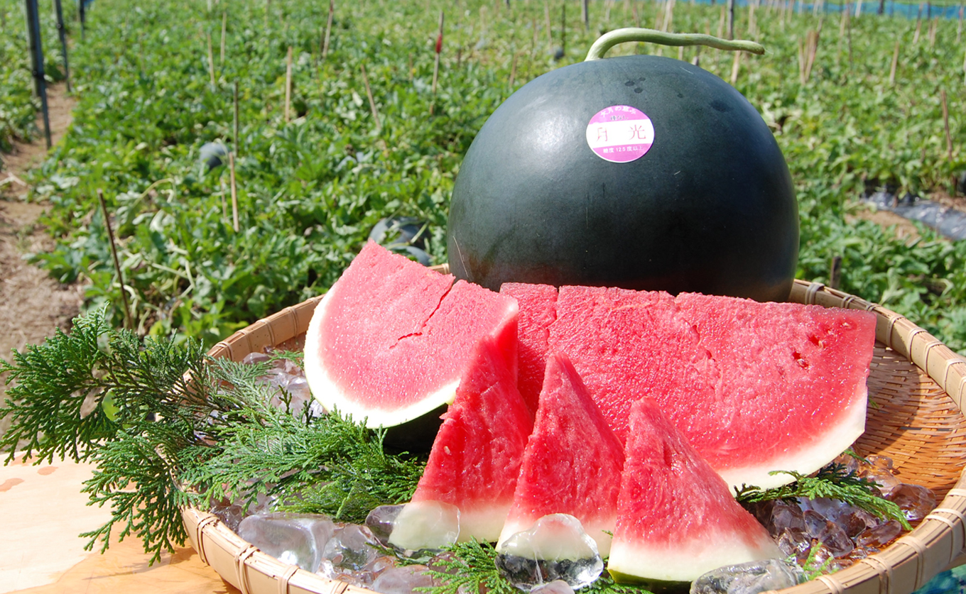 抜群の甘さ！ スイカ 1玉 大玉 (6kg以上) 甘い 高糖度 西瓜 すいか 種なし 縞スイカ 黒玉 ギフト お中元 御中元 産地直送 旬 果物 フルーツ 取り寄せ ねばねばファーム 高知県 大月町産