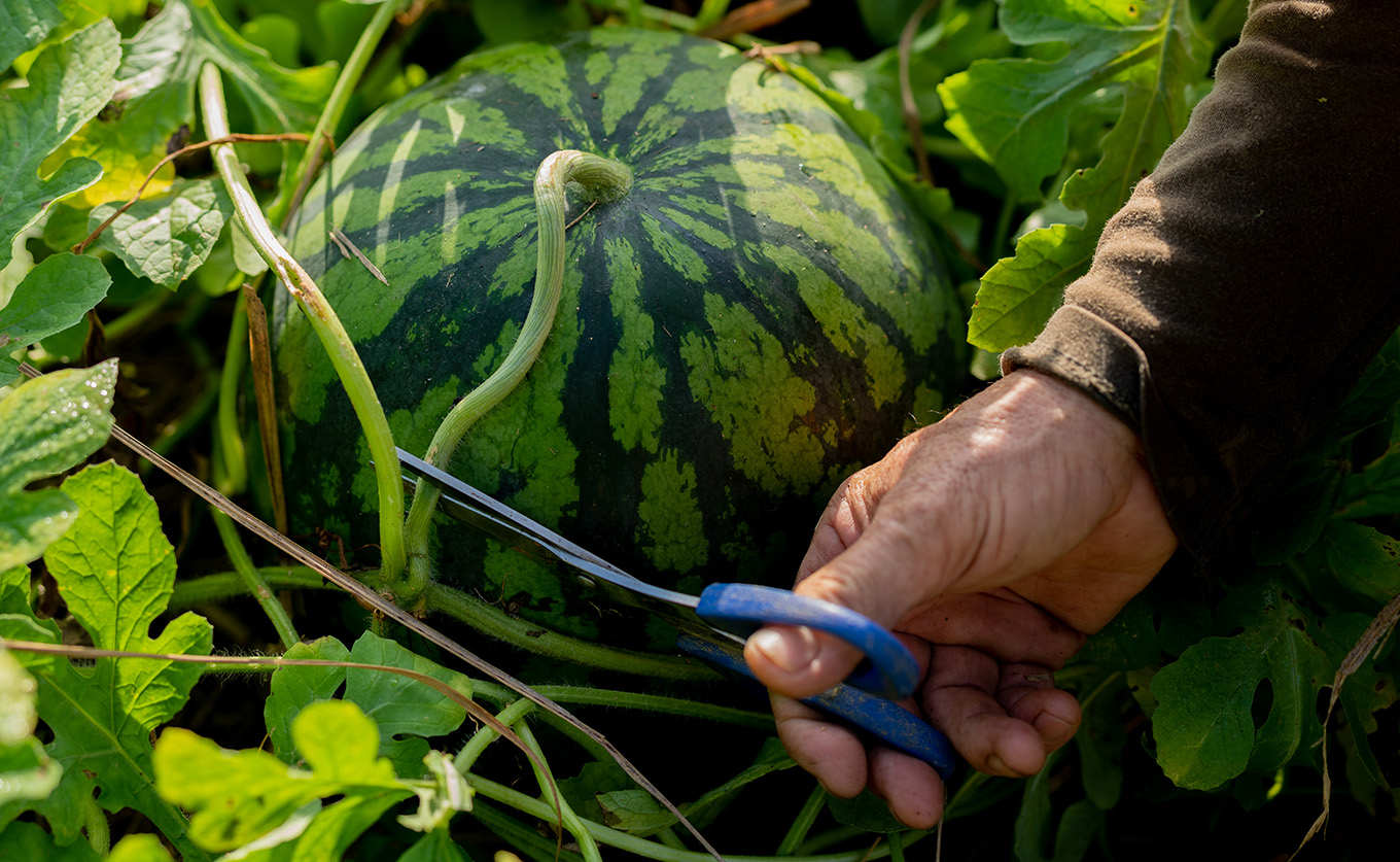 抜群の甘さ！ スイカ 1玉 大玉 (6kg以上) 甘い 高糖度 西瓜 すいか 種なし 縞スイカ 黒玉 ギフト お中元 御中元 産地直送 旬 果物 フルーツ 取り寄せ ねばねばファーム 高知県 大月町産