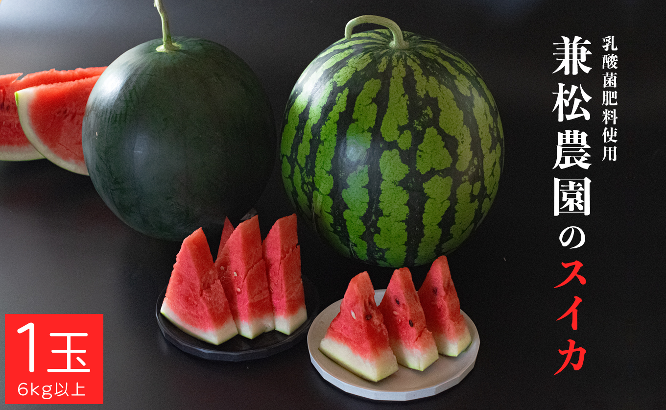 朝採れ すいか 1玉 大玉スイカ （6kg以上）【先行予約 7月中旬頃より発送】 甘い あまい スイカ 西瓜 紅まくら ブラックジャック 種なし 新鮮 旬 果物 フルーツ 野菜 朝穫り 期間限定 夏ギフト お中元 兼松農園 高知県  大月町産