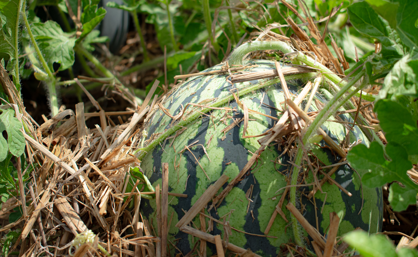 朝採れ すいか 1玉 大玉スイカ （6kg以上）【先行予約 7月中旬頃より発送】 甘い あまい スイカ 西瓜 紅まくら ブラックジャック 種なし 新鮮 旬 果物 フルーツ 野菜 朝穫り 期間限定 夏ギフト お中元 兼松農園 高知県  大月町産