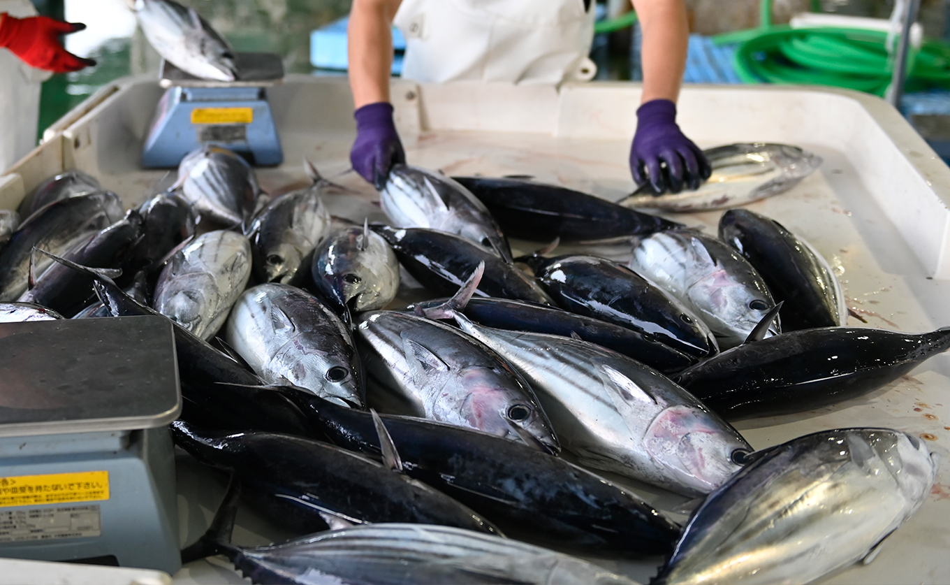 ãæ°ééå®ãçãã€ã èçŒãã¿ã¿ã 250g以äžïœåžå° å·èµ ç空 ãã㯠åãã ã æ°é®® ãã€ã é®®é ã«ã㪠鰹 ã«ããªã®ããã ãã€ãããã é°¹ã®ããã ãã€ãã¿ã¿ã å¡©ããã åºèº« ã®ãã é«è©äŸ¡ é
鿥æå®å¯èœ é«ç¥ç 倧æçº ç£å°çŽé