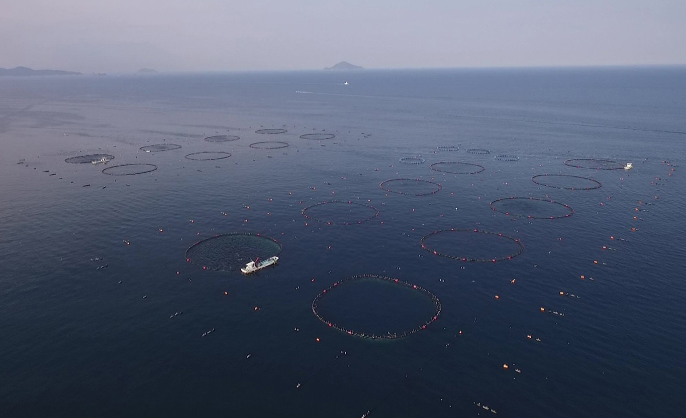 【父の日・6月20日お届け限定】本マグロ 本鮪 まぐろ 中トロ 赤身 食べ比べ 養殖 刺身 さしみ ネギトロ ねぎとろ 漬け丼 ユッケ 寿司 海鮮ギフト 魚介 日本一 全国養殖クロマグロ品評会 ランキング 1位 高知県 大月町 