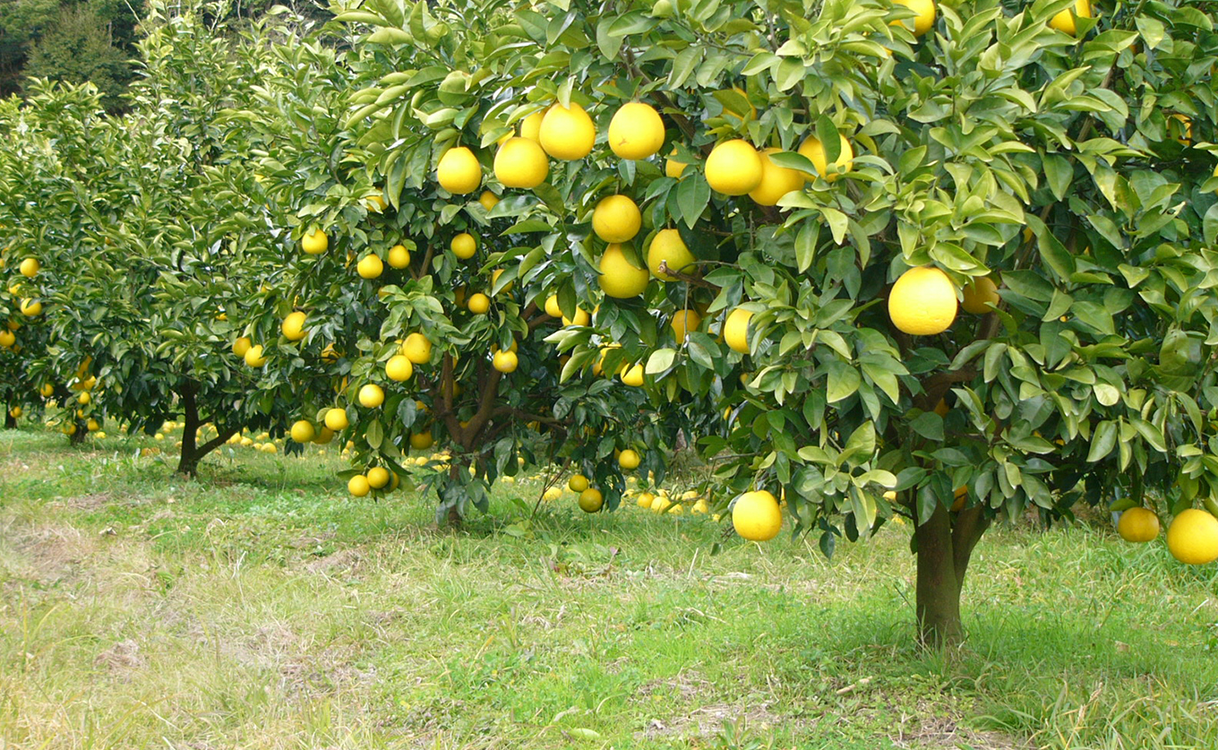 【訳あり】 河内晩柑 9kg （M～5L） 大容量 ばんかん 晩柑 バンカン 夏文旦 家庭用 みかん 蜜柑 柑橘 フルーツ 果物 サイズミックス 初夏 夏 ジュース お酒 お取り寄せ ビタミン 高知県 大月町 龍馬がゆく園芸