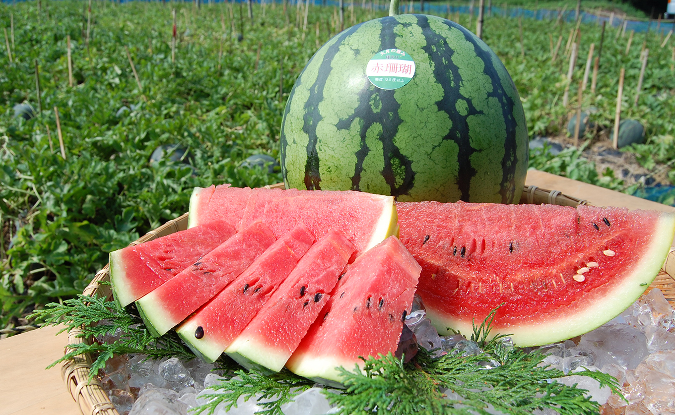 抜群の甘さ！ スイカ 2玉 大玉 (6kg以上) 甘い 高糖度 西瓜 すいか 種なし 縞スイカ 黒玉 ギフト お中元 御中元 産地直送 旬 果物 フルーツ 取り寄せ ねばねばファーム 高知県 大月町産