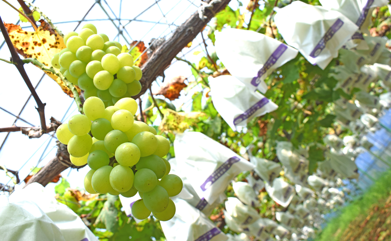 ããŸããã¶ã©ã è©°ãåãã 2.4kg èŽ
æ²¢ã»ãã 4æ¿ä»¥äž ææ¡ã ãã㊠è¡è ã·ã£ã€ã³ãã¹ã«ãã éå® ããªãŒã ãžã¥ãšã«ãã¹ã«ãã ã¯ã€ãŒã³ããŒã ãã«ãŒã æç© ãã ãã® å·èµ æééå® èŽç ã®ãã 芳å
蟲åãã£ã¯ã£ã¯! é«ç¥ 倧æçº