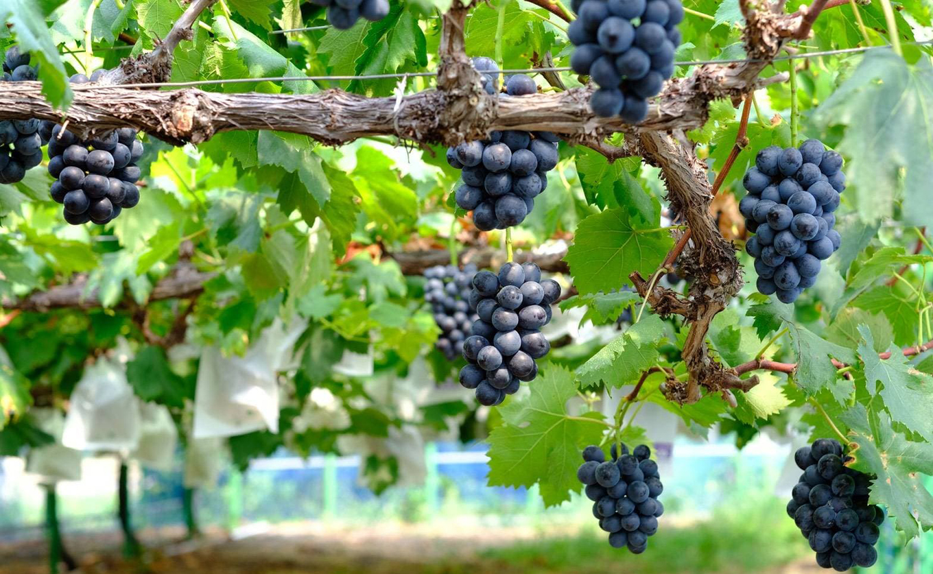 ããŸããã¶ã©ã è©°ãåãã 2.4kg èŽ
æ²¢ã»ãã 4æ¿ä»¥äž ææ¡ã ãã㊠è¡è ã·ã£ã€ã³ãã¹ã«ãã éå® ããªãŒã ãžã¥ãšã«ãã¹ã«ãã ã¯ã€ãŒã³ããŒã ãã«ãŒã æç© ãã ãã® å·èµ æééå® èŽç ã®ãã 芳å
蟲åãã£ã¯ã£ã¯! é«ç¥ 倧æçº